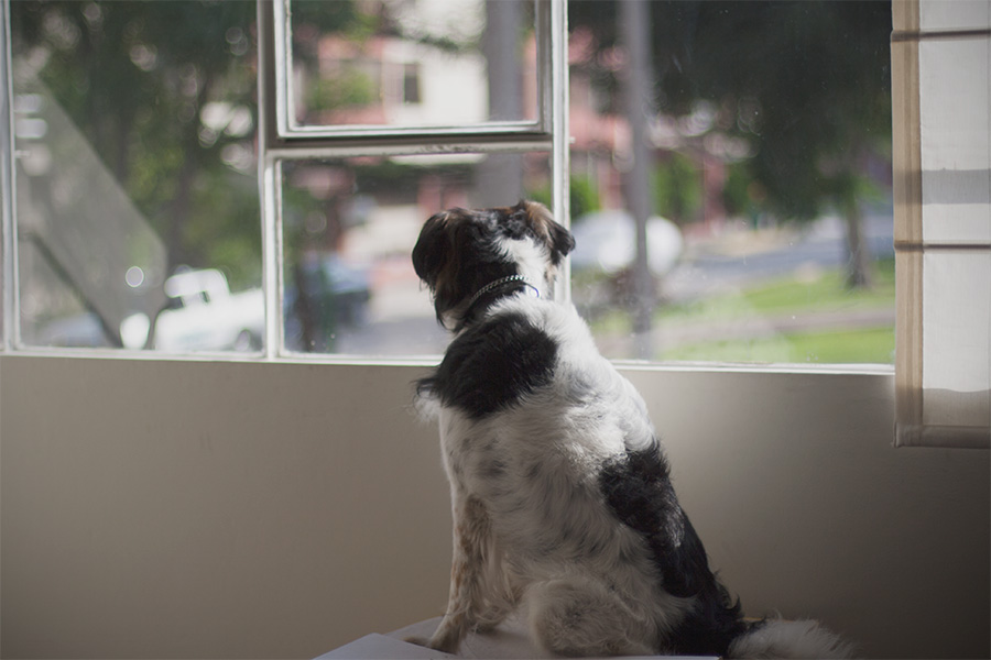 Rocco en la ventana