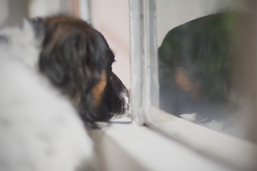 Rocco en la ventana